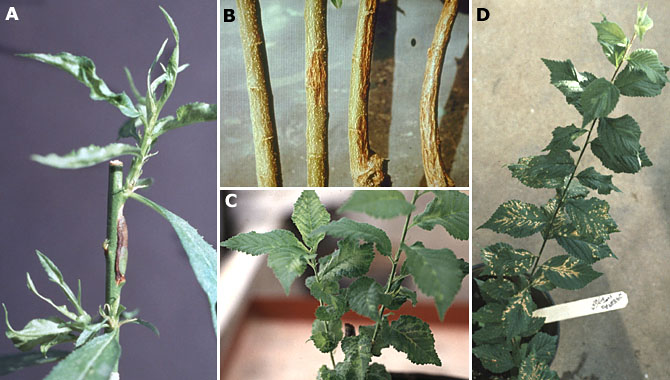 Plum Pox Potyvirus Diseases Of Stone Fruits